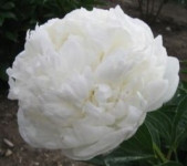 white sarah bernhardt