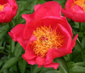 Paeonia lactiflora Flame