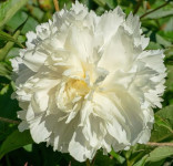 Jubilee peony