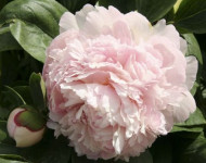 Paeonia 'Eden's Perfume'