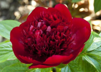 Red Charm2