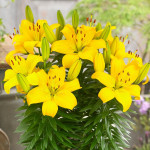 Ilse