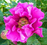 Symphonie Pourpre
