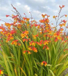 Crocosmia Harlequin