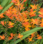 Firestars Scorchio