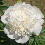 Peony-White-Charm