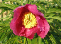 Paeonia anomala (meža peonija)2