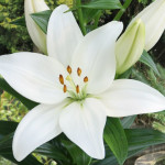 lily-kent
