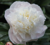 Camellia-White