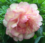 Smith Family Jewel