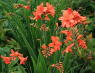 Crocosmia_Okavango