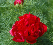 paeonia tenuifolia