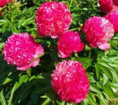 coral pom pom