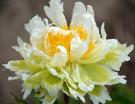 Paeonia 'Green Halo' flw RK13 3