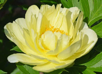 Smith Family Yellow