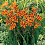 crocosmia Emily McKenzie