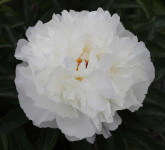 White Wicker