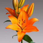 Orange Ton