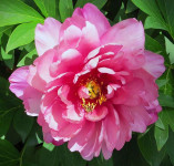 pink-double-dandy