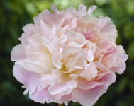 Paeonia Lady Alexandra Duff