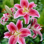 Stargazer