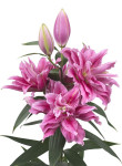 Roselily Thalissa