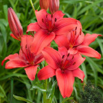Red Highland