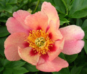 Old Rose Dandy