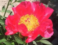 Paeonia_oslo_flower2