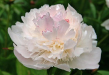 Paeonia Peche